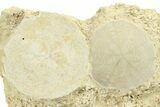 Two Fossil Sand Dollars (Scutella) - France #264721-1